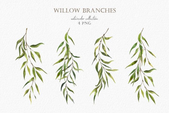 Watercolor Greenery Willow Branches PNG